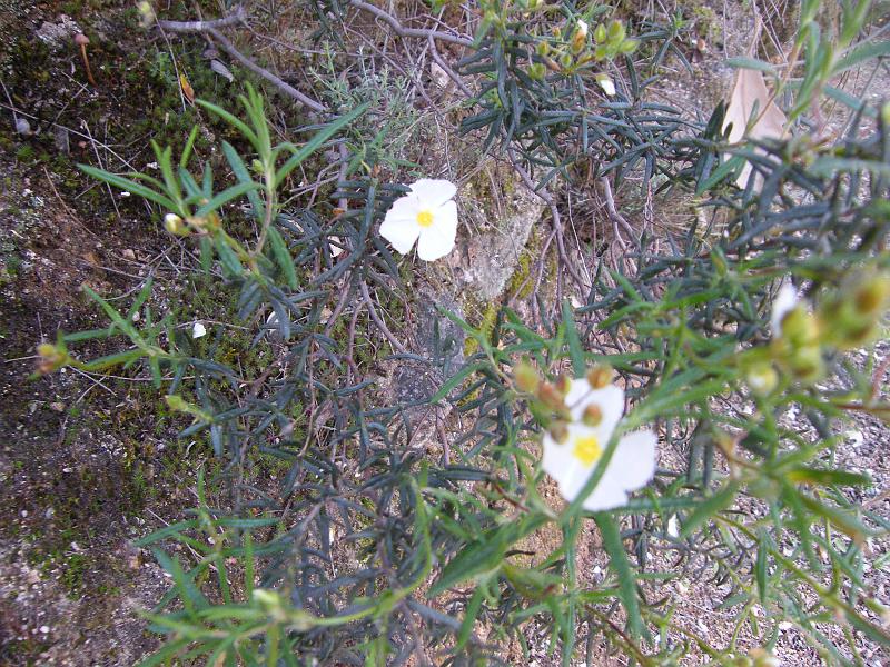 Cistus monspeliensis1.JPG